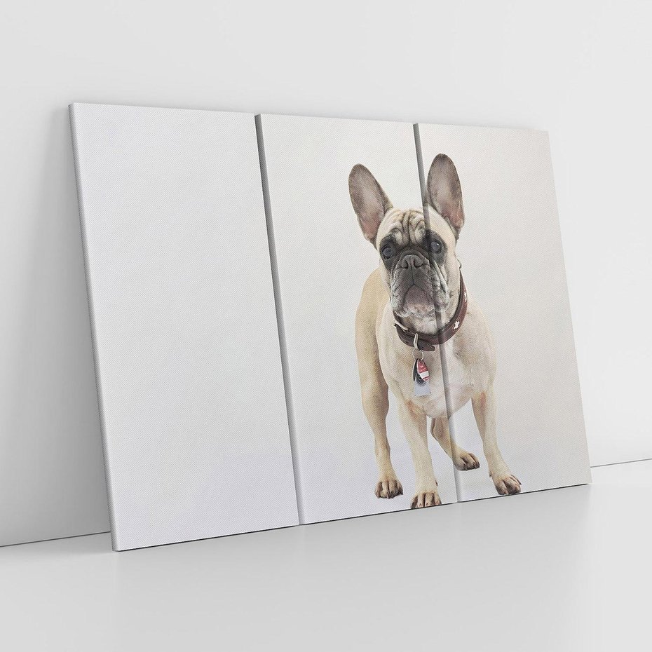 Obraz na płótnie 120x80 - Wernisaż psiego wdzięku - pies, piesek