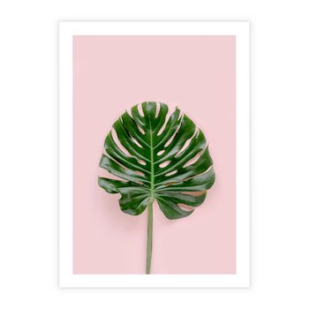 Plakat bez ramy 21x30 - Egzotyczna Roślinność - liście, monstera