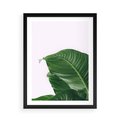 Plakat w ramie 50x70 - Zielone liście monstery - liście, monstera - rama czarna