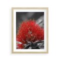 Plakat w ramie 40x50 - Ukwiał na rafie koralowej - ukwiał, rafa - rama drewno