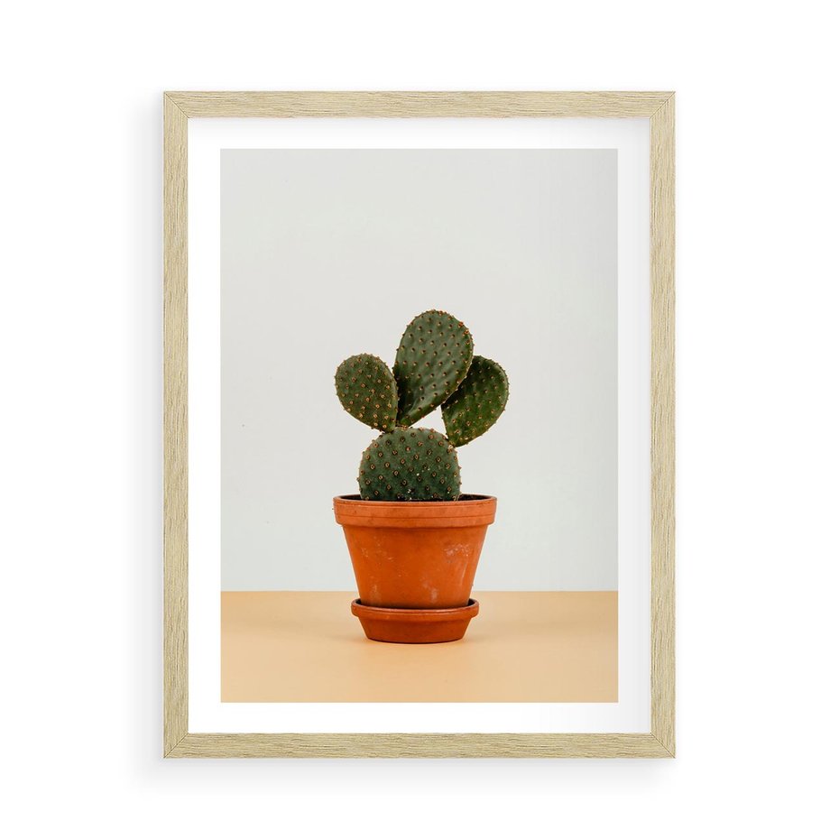 Plakat w ramie 50x70 - Kwiatowy taniec kaktusa - kaktus, kwiat - rama drewno