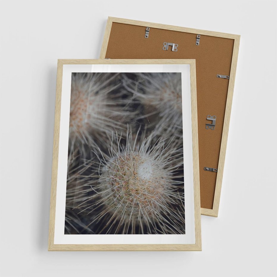 Plakat w ramie 50x70 - Ulotna Piękność Natury - makro, dmuchawce - rama drewno