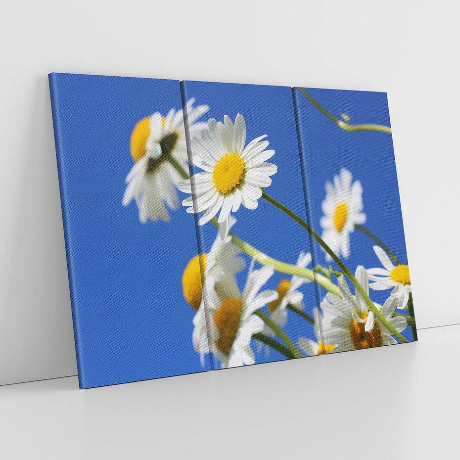 Obraz na płótnie 120x80 - Stokrotkowe pola - stokrotki, kwiaty
