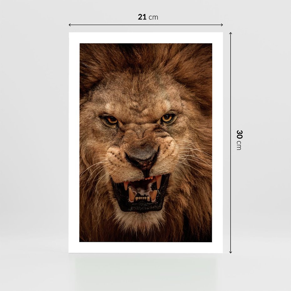 Plakat bez ramy 21x30 - Władca Sawanny - lew, sawanna