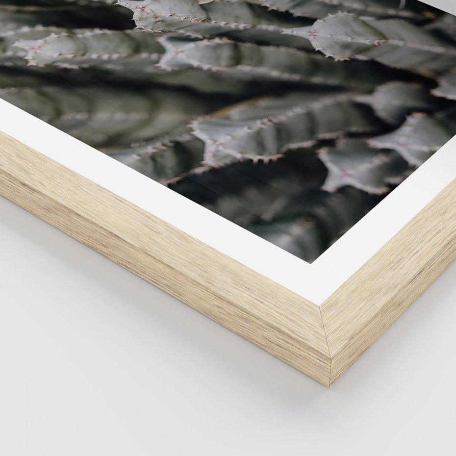 Plakat w ramie 40x50 - Oaza Natury - sukulenty, kaktusy - rama drewno