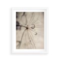 Plakat w ramie 40x50 - Makro Uroda: Kropla na Dmuchawcu - zbliżenie makro, kropla wody na ziarenku dmuchawca - rama biała