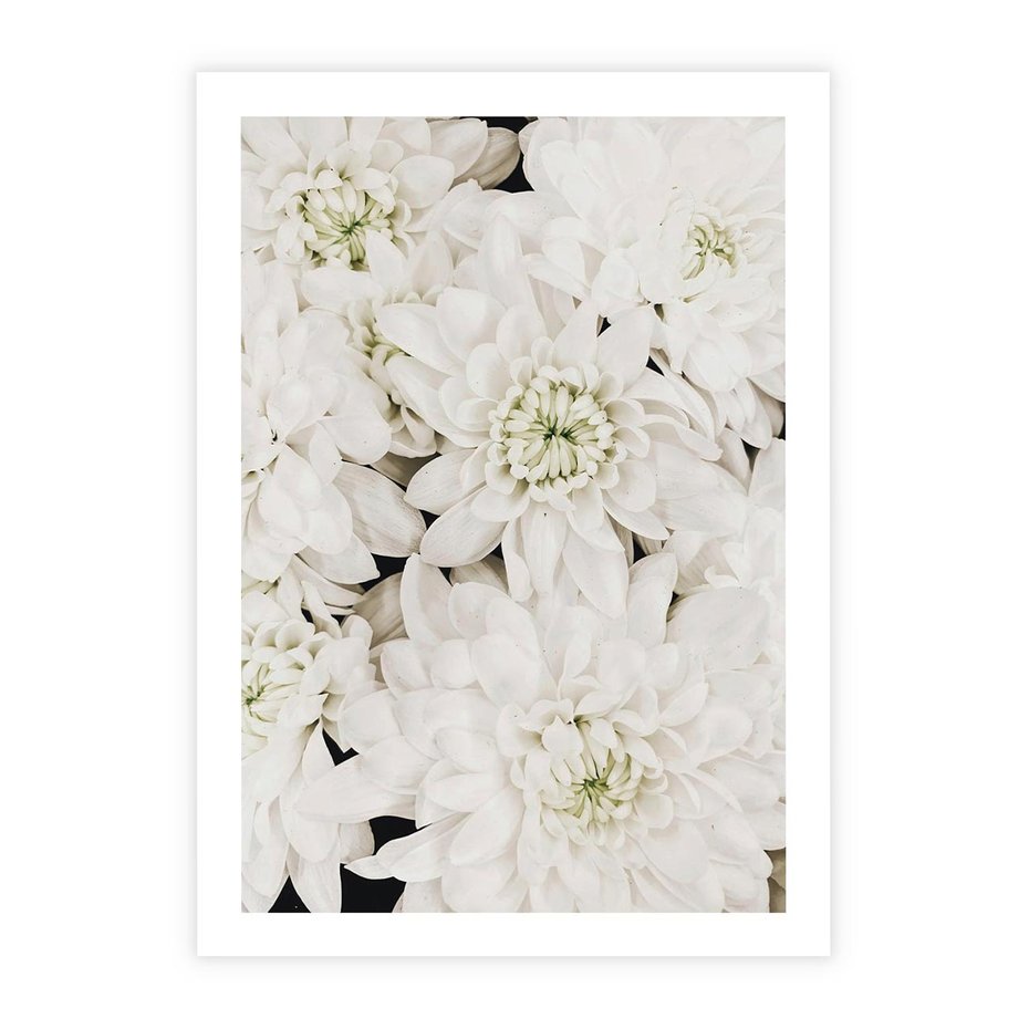 Plakat bez ramy 40x50 - Białe Kwiaty: Płatki Delikatności - białe kwiaty, zbliżenie
