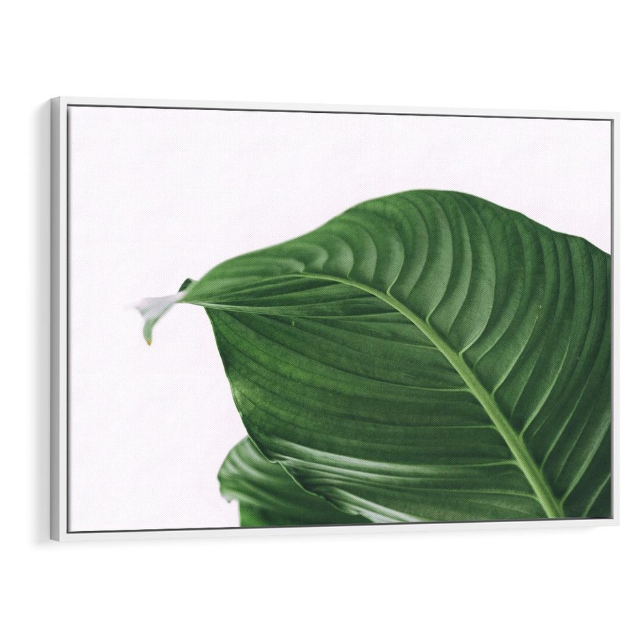 Obraz w ramie 70x50 - Zielone liście monstery - liście, monstera - rama biała