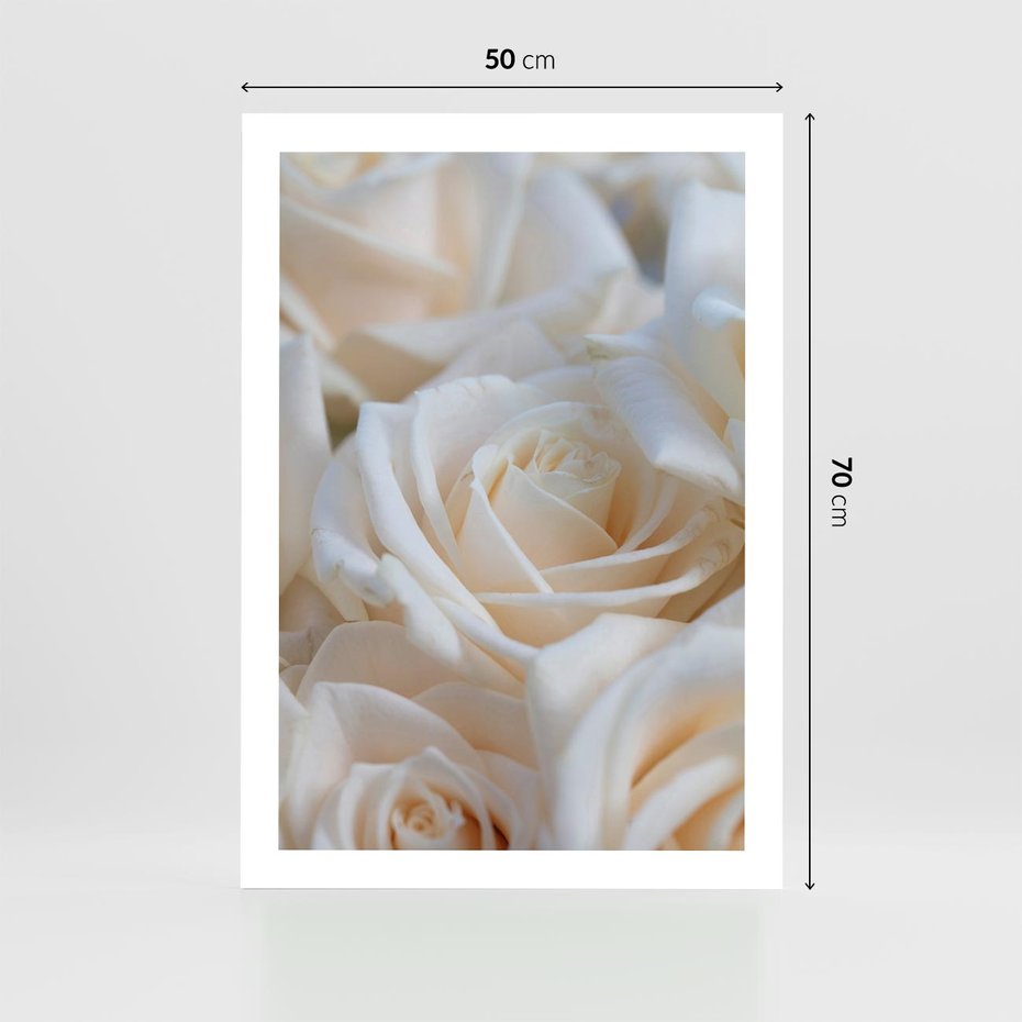 Plakat bez ramy 50x70 - Białe róże piękności - białe, róże
