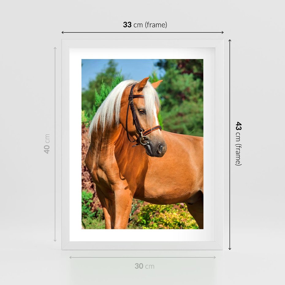 Plakat w ramie 30x40 - Elegancki wierzchowiec - koń, portret - rama biała