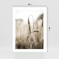 Plakat bez ramy 30x40 - Kłosy Pszenicy w Sepii - zboże, kłos pszenicy