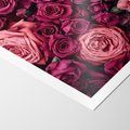 Plakat bez ramy 21x30 - Róże - piękno kwiatów - róże, kwiaty