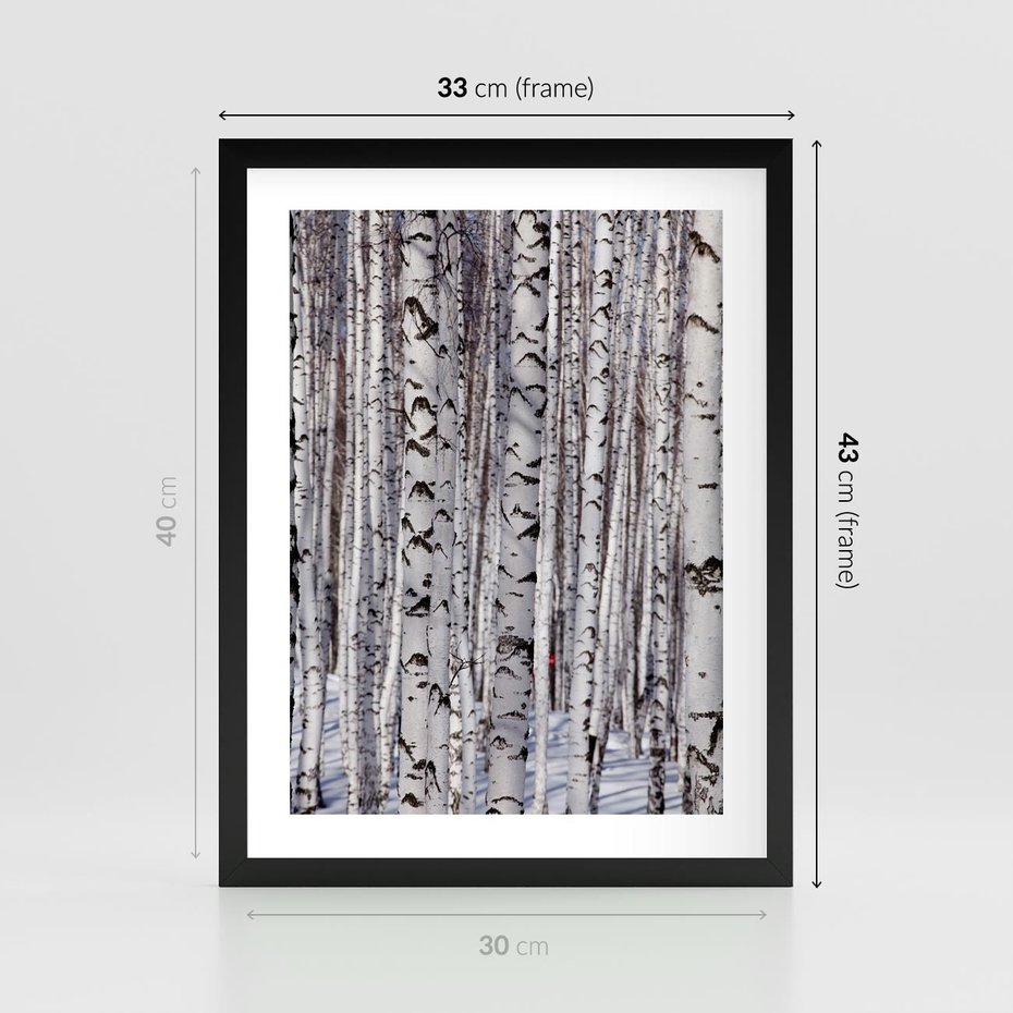 Plakat w ramie 30x40 - Lśniące Brzozy - brzozy, las - rama czarna