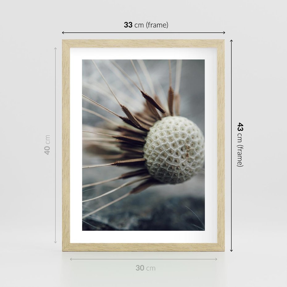 Plakat w ramie 30x40 - Makro Dmuchawiec - dmuchawiec, zbliżenie - rama drewno