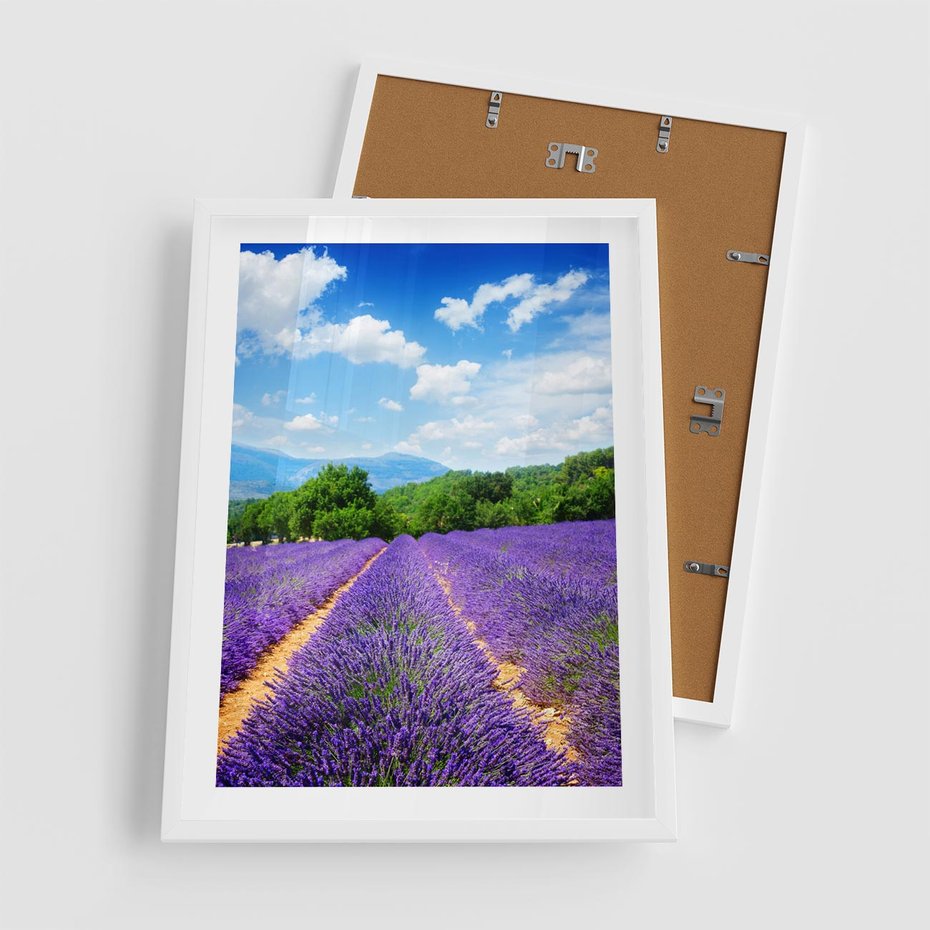 Plakat w ramie 50x70 - Prowansalska Lawenda - lawenda, prowansja - rama biała