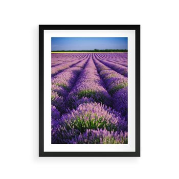 Plakat w ramie 30x40 - Malownicze Pole Lawendy - lawenda, pole - rama czarna