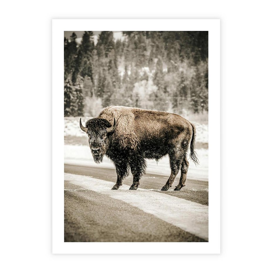 Plakat bez ramy 40x50 - Spotkanie z Żubrem na Leśnej Drodze - żubr, las