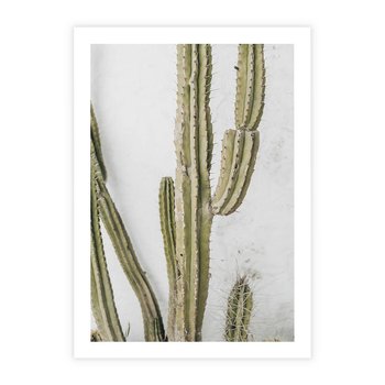 Plakat bez ramy 21x30 - Kaktus w Stylu Boho - kaktus, roślina tropikalna