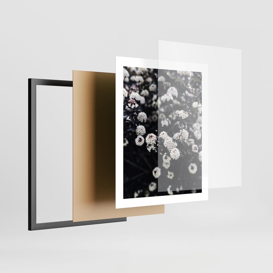Plakat w ramie 40x50 - Białe Kwiaty na Kwitnącym Krzewie - białe kwiaty, kwitnący krzew - rama czarna