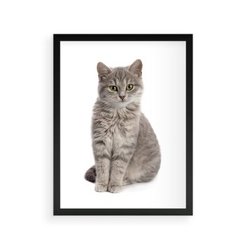 Plakat w ramie 40x50 - Kocie uroki na płótnie - kot, kotek - rama czarna