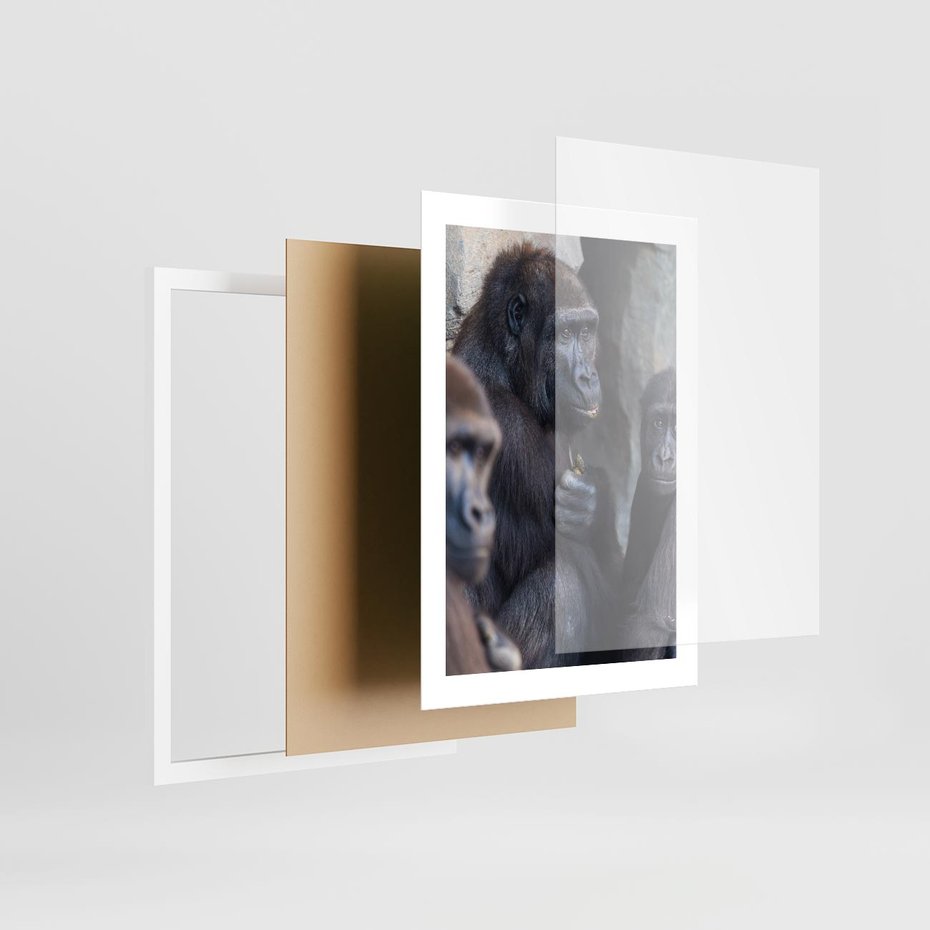 Plakat w ramie 30x40 - Małpy w ich naturalnym środowisku - małpy, szympansy - rama biała
