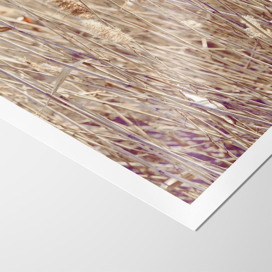 Plakat bez ramy 50x70 - Suche Trawy w Wyjątkowym Stylu - suche trawy, boho styl