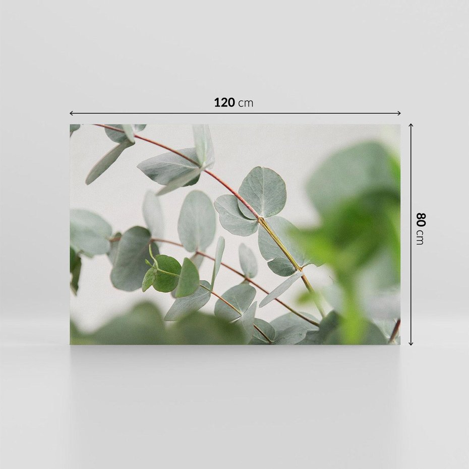 Obraz na płótnie 120x80 - Liście eukaliptusa w naturze - eukaliptus, liście
