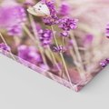 Obraz na płótnie 70x70 - Majestat lawendy: fioletowe pola - lawenda, fiolet