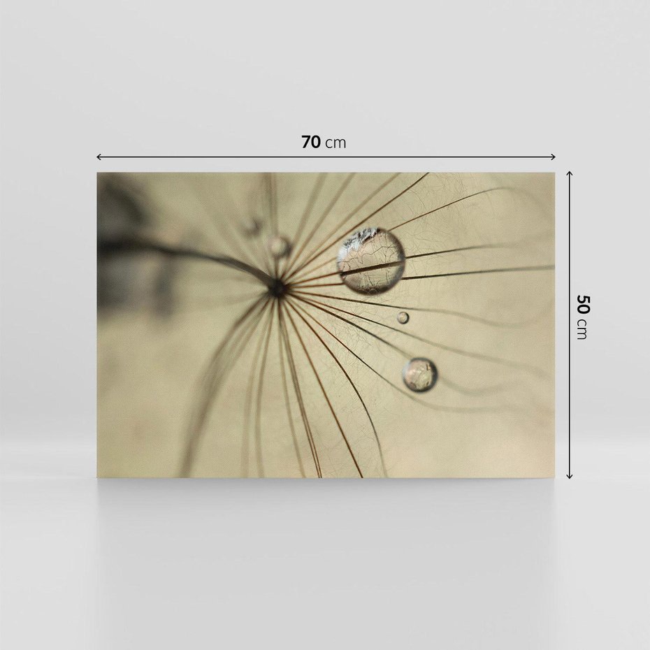 Obraz na płótnie 70x50 - Delikatność dmuchawców - dmuchawce, krople