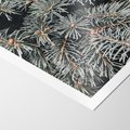 Plakat bez ramy 30x40 - Zima na Gałęziach - sosnowe gałęzie, igły