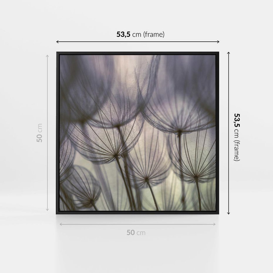 Obraz w ramie 50x50 - Makro dmuchawiec - piękno drobnych detali - dmuchawce, makro - rama czarna