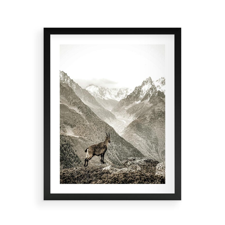Plakat w ramie 40x50 - Dzikie Piękno: Kozica w Malowniczym Górskim Scenerii - kozica, góry - rama czarna