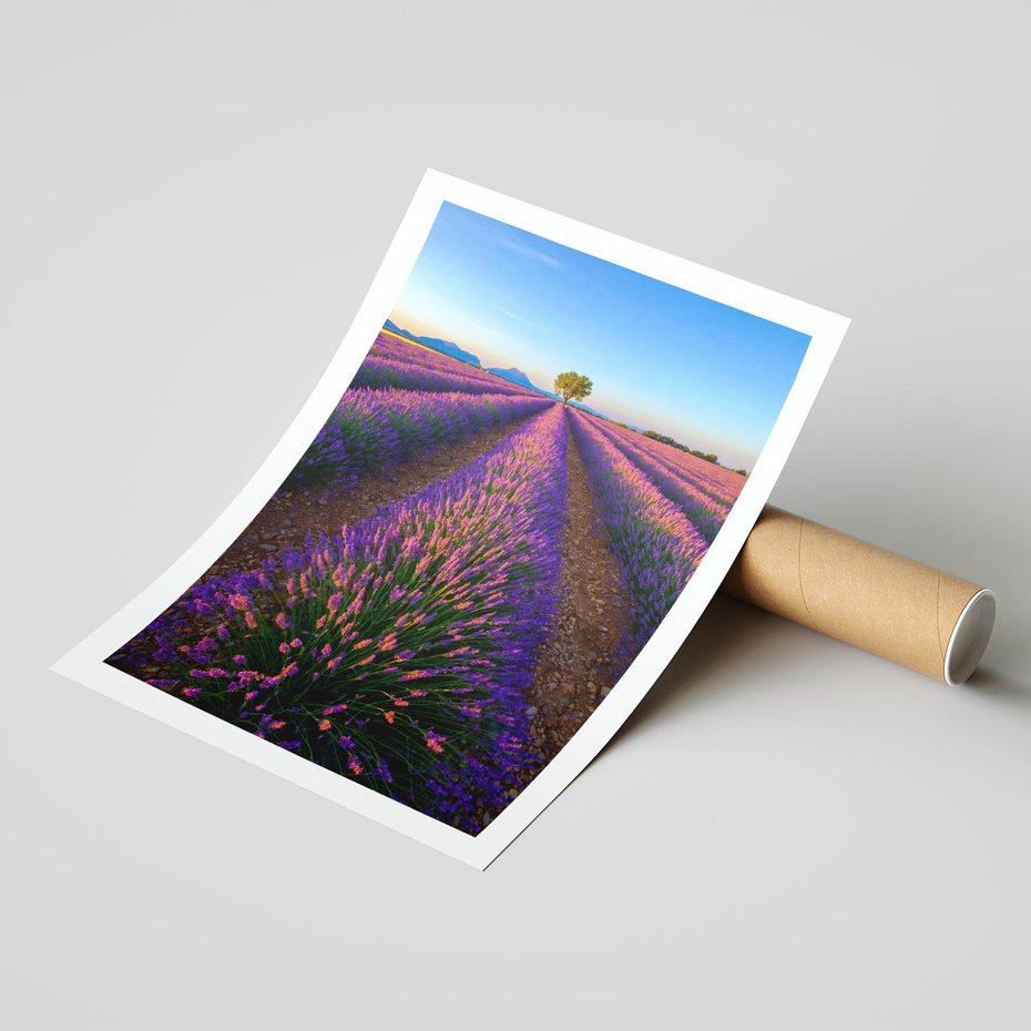 Plakat bez ramy 30x40 - Fioletowa Magia - pole, lawendy