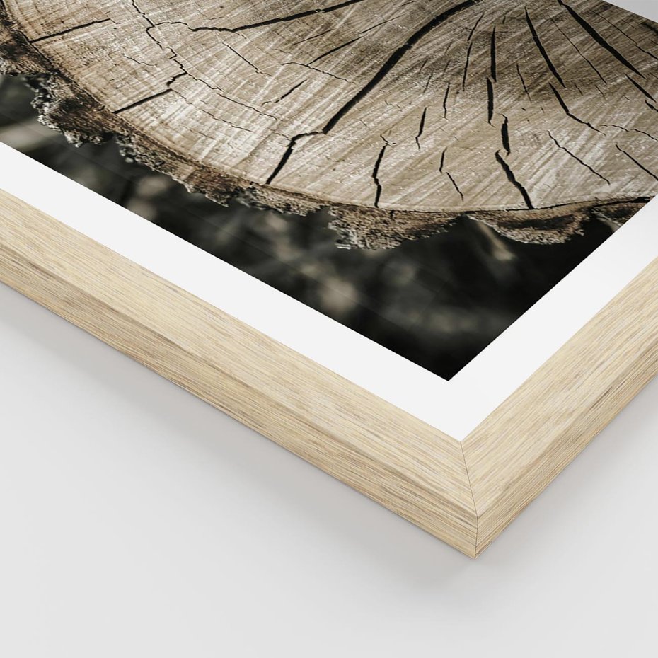Plakat w ramie 50x70 - Wnętrze Natury - pień, przecięty pień - rama drewno