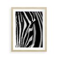 Plakat w ramie 40x50 - Pasy Zebr - zebra, paski - rama drewno