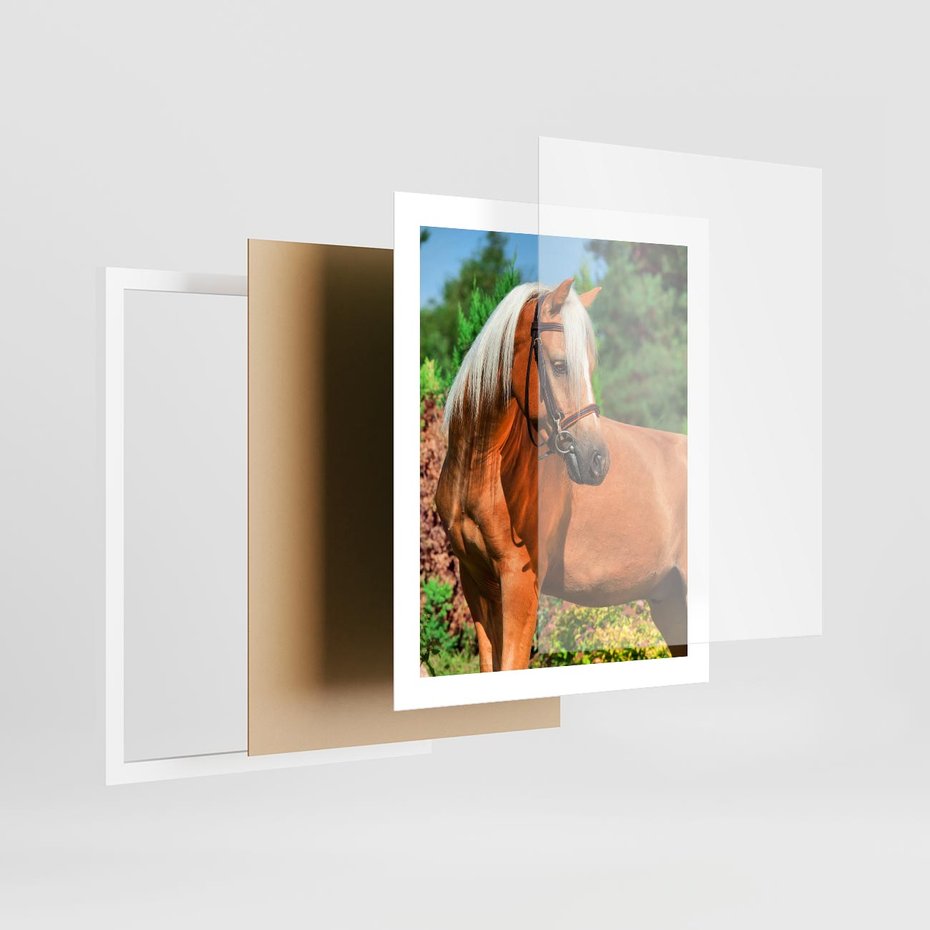 Plakat w ramie 40x50 - Elegancki wierzchowiec - koń, portret - rama biała