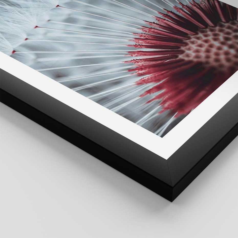 Plakat w ramie 40x50 - Dmuchawiec w Detalu - dmuchawiec, zdjęcie makro - rama czarna