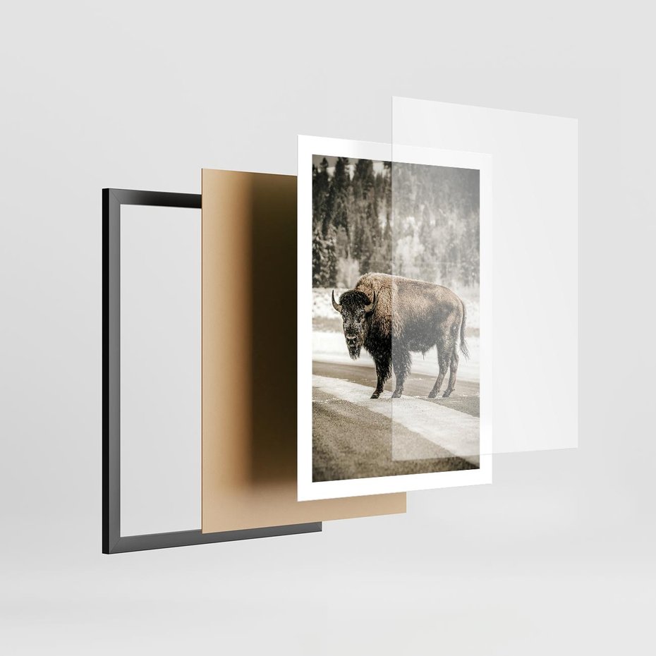 Plakat w ramie 50x70 - Spotkanie z Żubrem na Leśnej Drodze - żubr, las - rama czarna