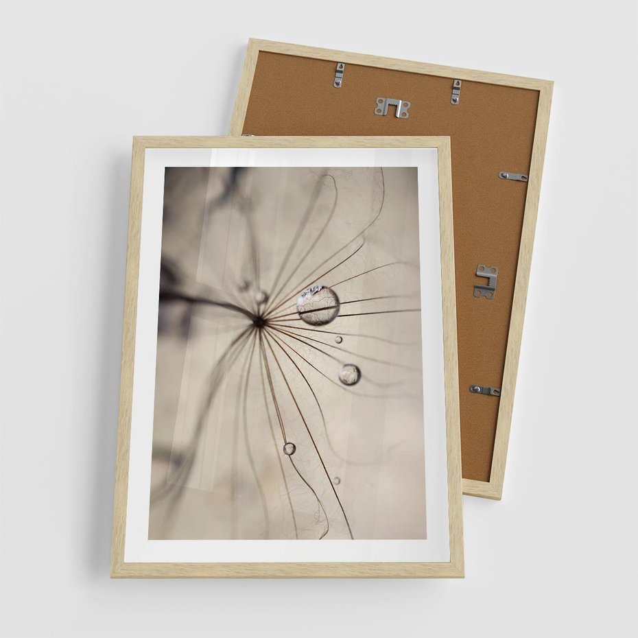 Plakat w ramie 50x70 - Makro Uroda: Kropla na Dmuchawcu - zbliżenie makro, kropla wody na ziarenku dmuchawca - rama drewno