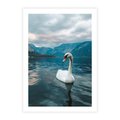 Plakat bez ramy 21x30 - Łabędzi Śpiew - fotografia, plakat