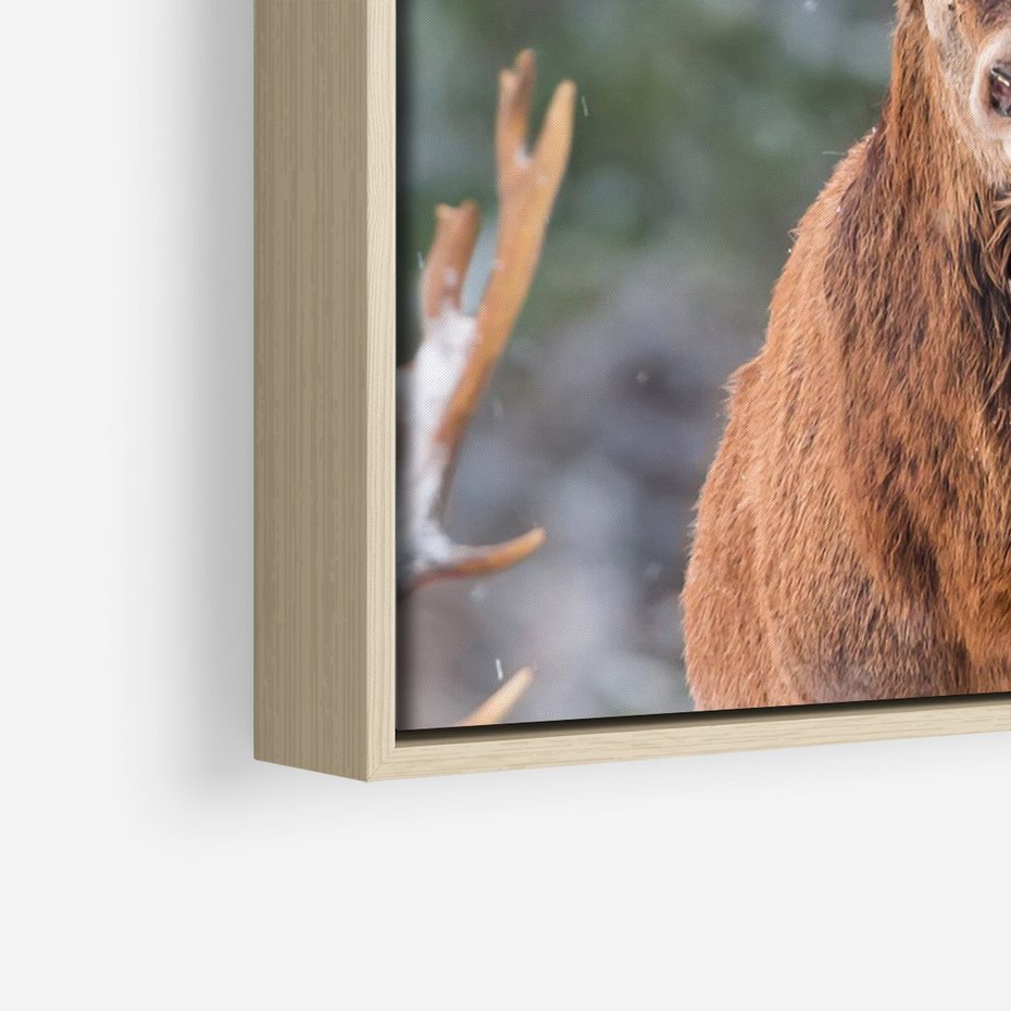 Obraz w ramie 70x100 - Monarcha Zimowej Dziczy - jeleń, zima - rama drewno