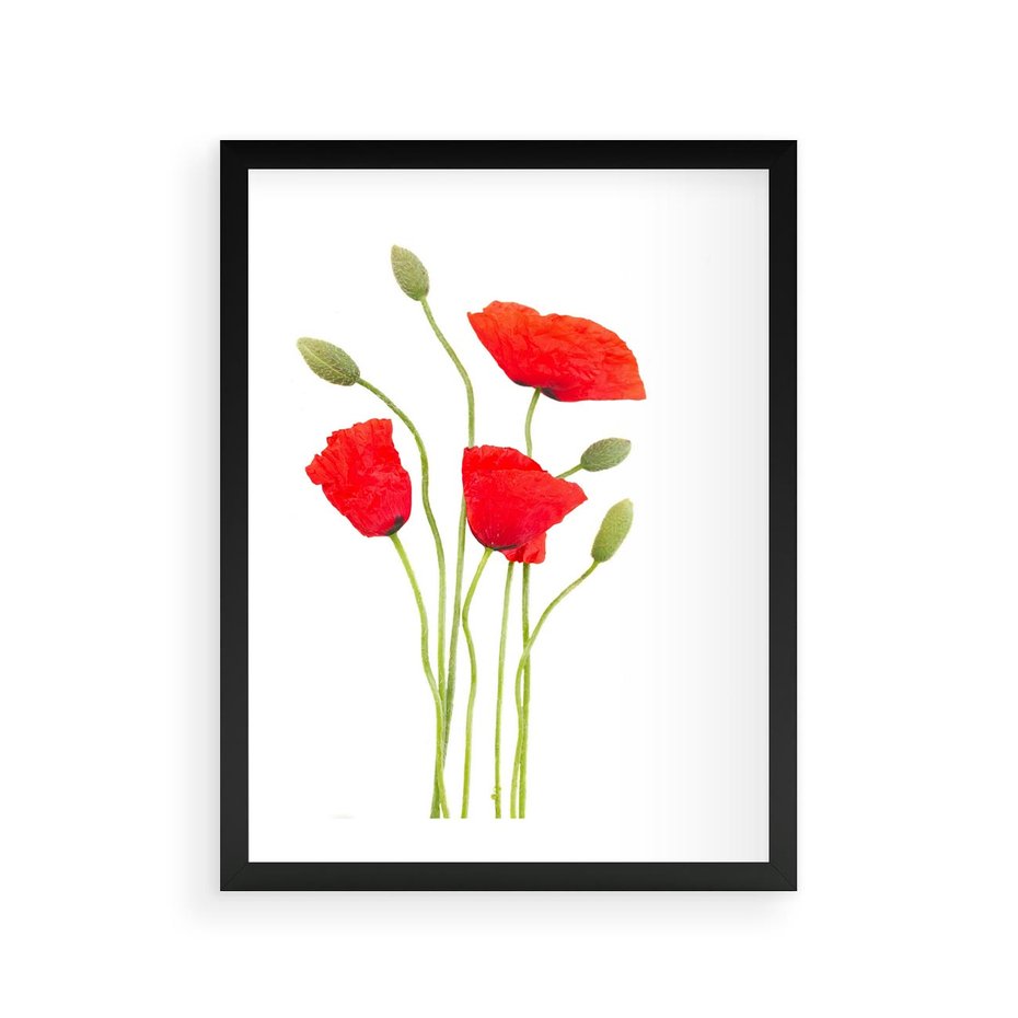 Plakat w ramie 30x40 - Pola maków w pełnym kolorze - maki, kwiaty - rama czarna