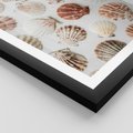 Plakat w ramie 40x50 - Morska Delikatność: Muszelki na Białym Tle - kompozycja, morskie muszelki na białym tle - rama czarna