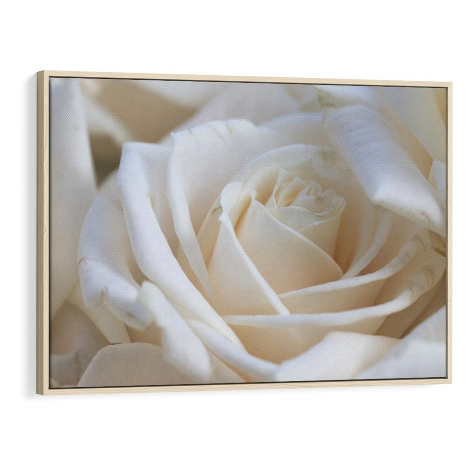Obraz w ramie 120x80 - Białe róże piękności - białe, róże - rama drewno