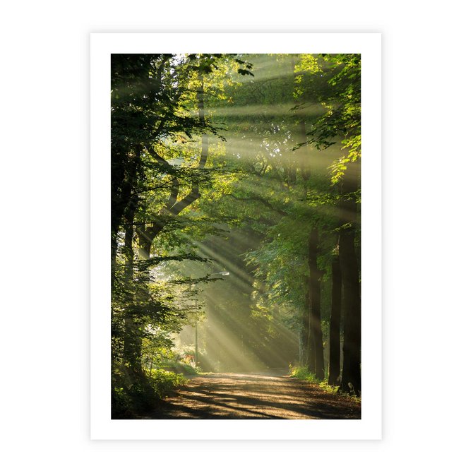 Plakat bez ramy 21x30 - harmonia natury - las, drzewa