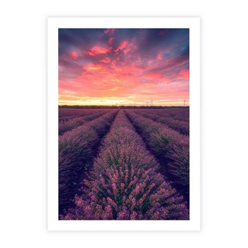 Plakat bez ramy 21x30 - Różowe Niebo nad Polami - pola lawendy, zachód słońca