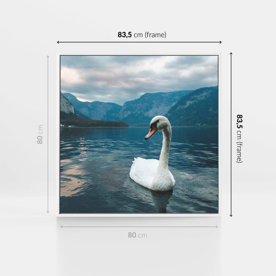 Obraz w ramie 80x80 - Łabędzi Śpiew - fotografia, plakat - rama biała