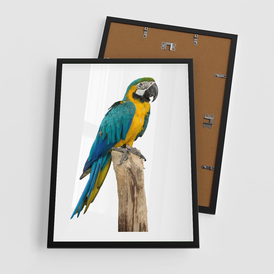 Plakat w ramie 50x70 - Kolorowa papuga w locie - papuga, ptak - rama czarna