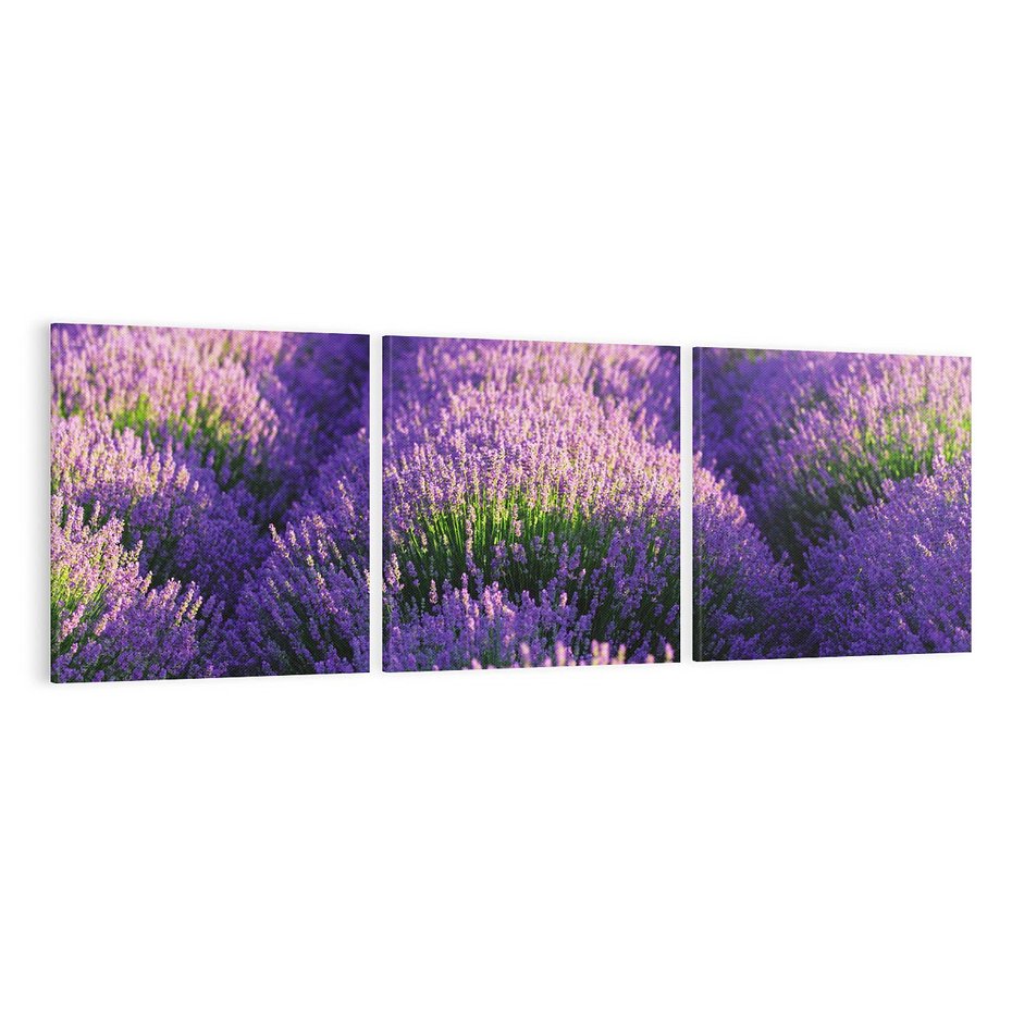 Obraz na płótnie 150x50 - Malownicze Pole Lawendy - lawenda, pole