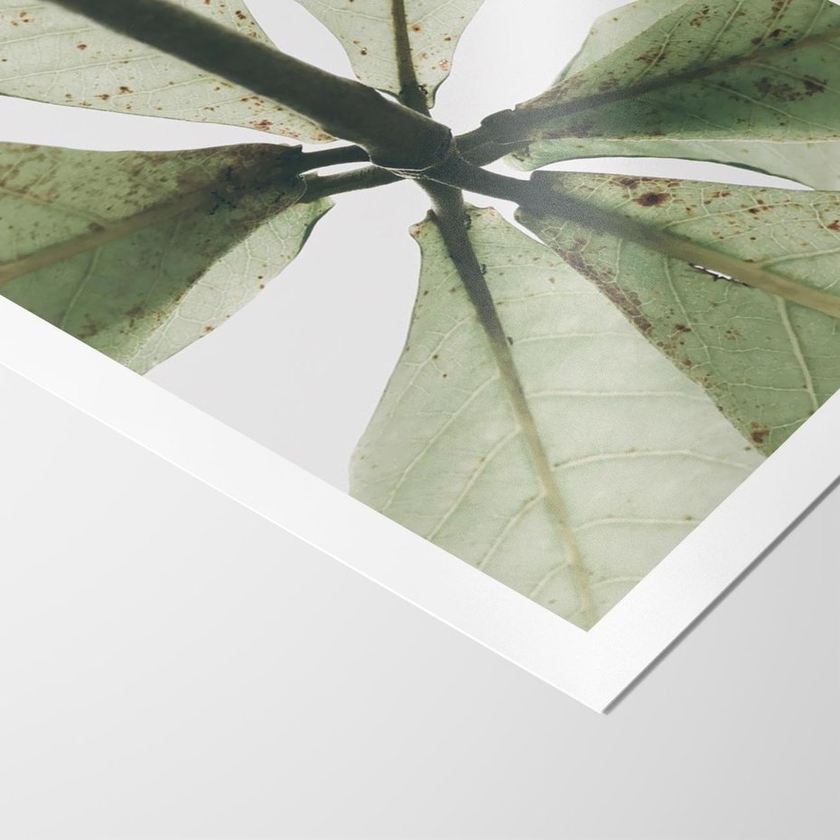 Plakat bez ramy 21x30 - Jasna Zieleń w Makro - makro zdjęcie liści, jasna zieleń